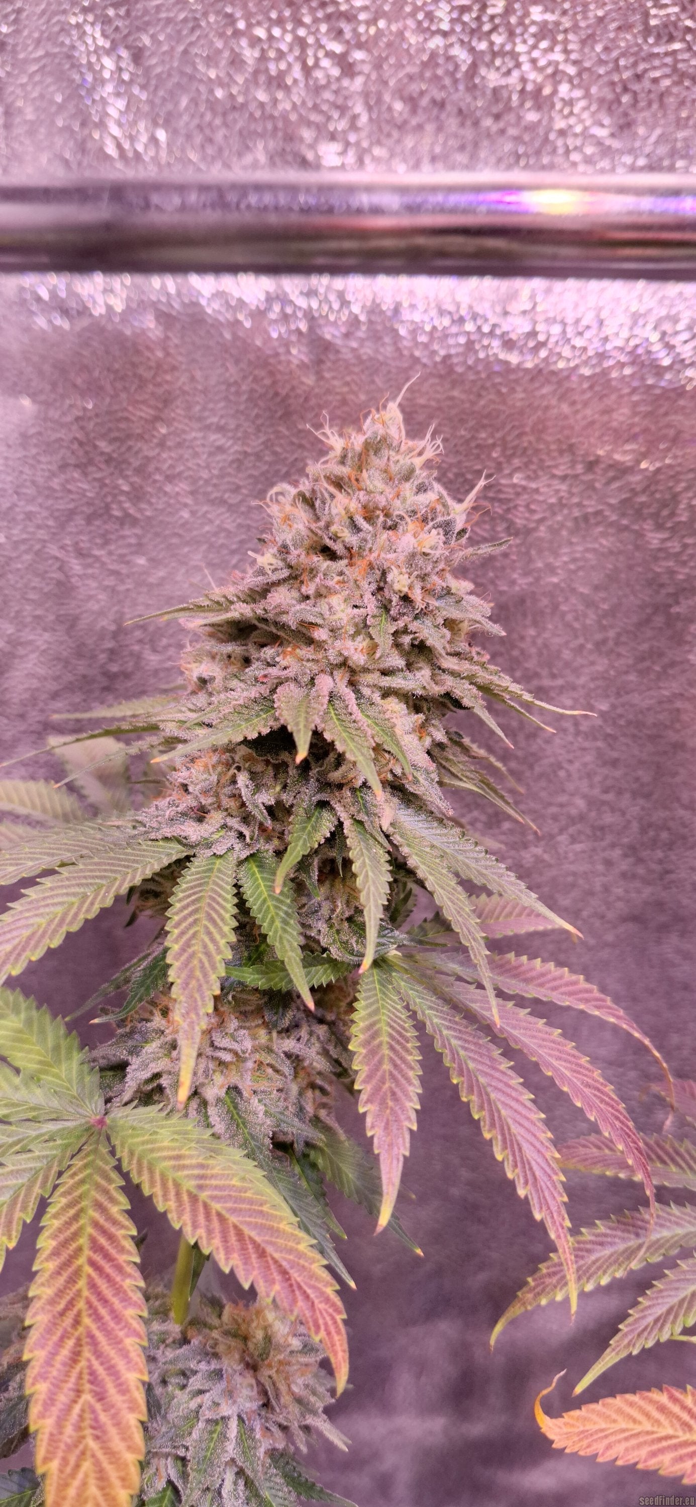 London Mint Cake - T.H. Seeds
