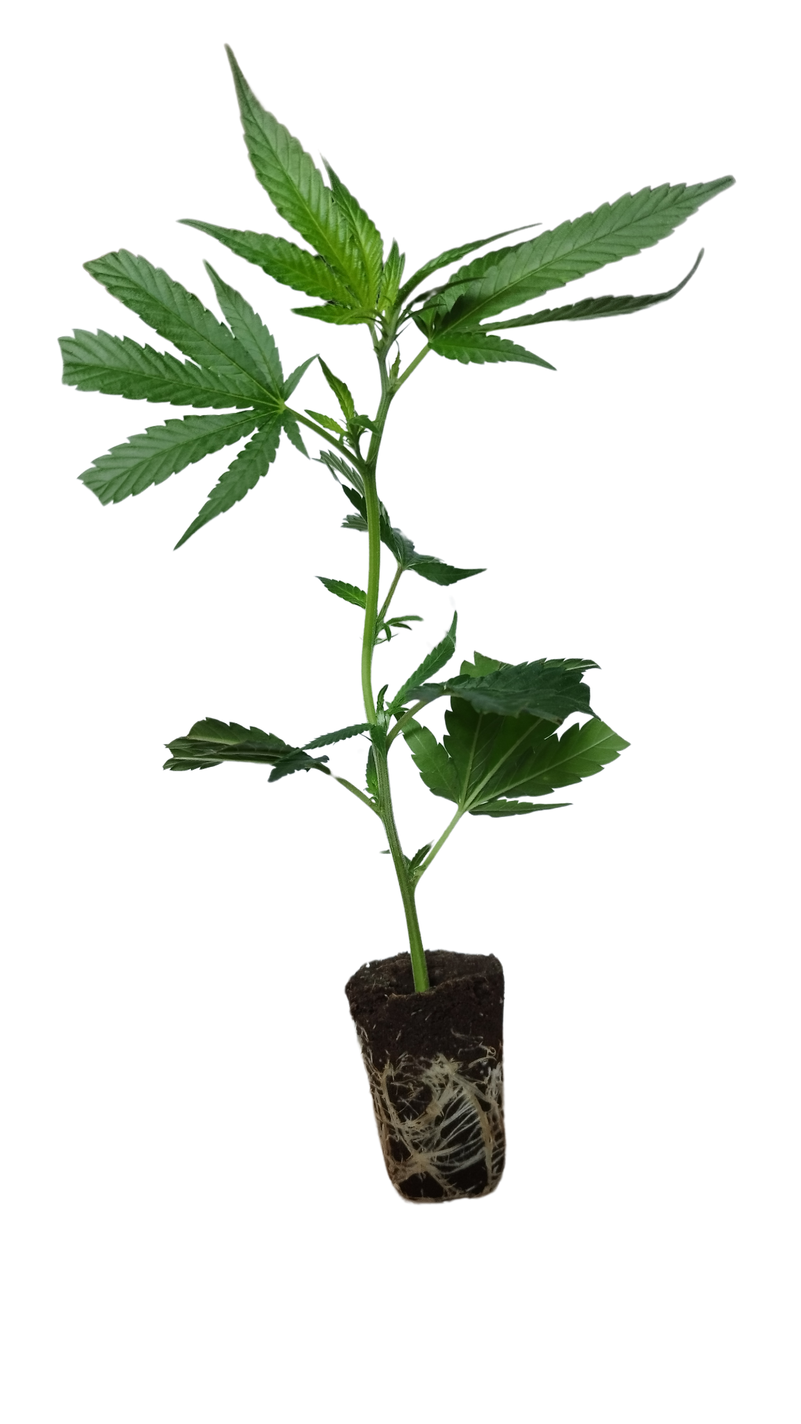 Ice Cream Cake - Seed Junky Genetics