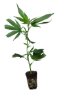 Ice Cream Cake - Seed Junky Genetics