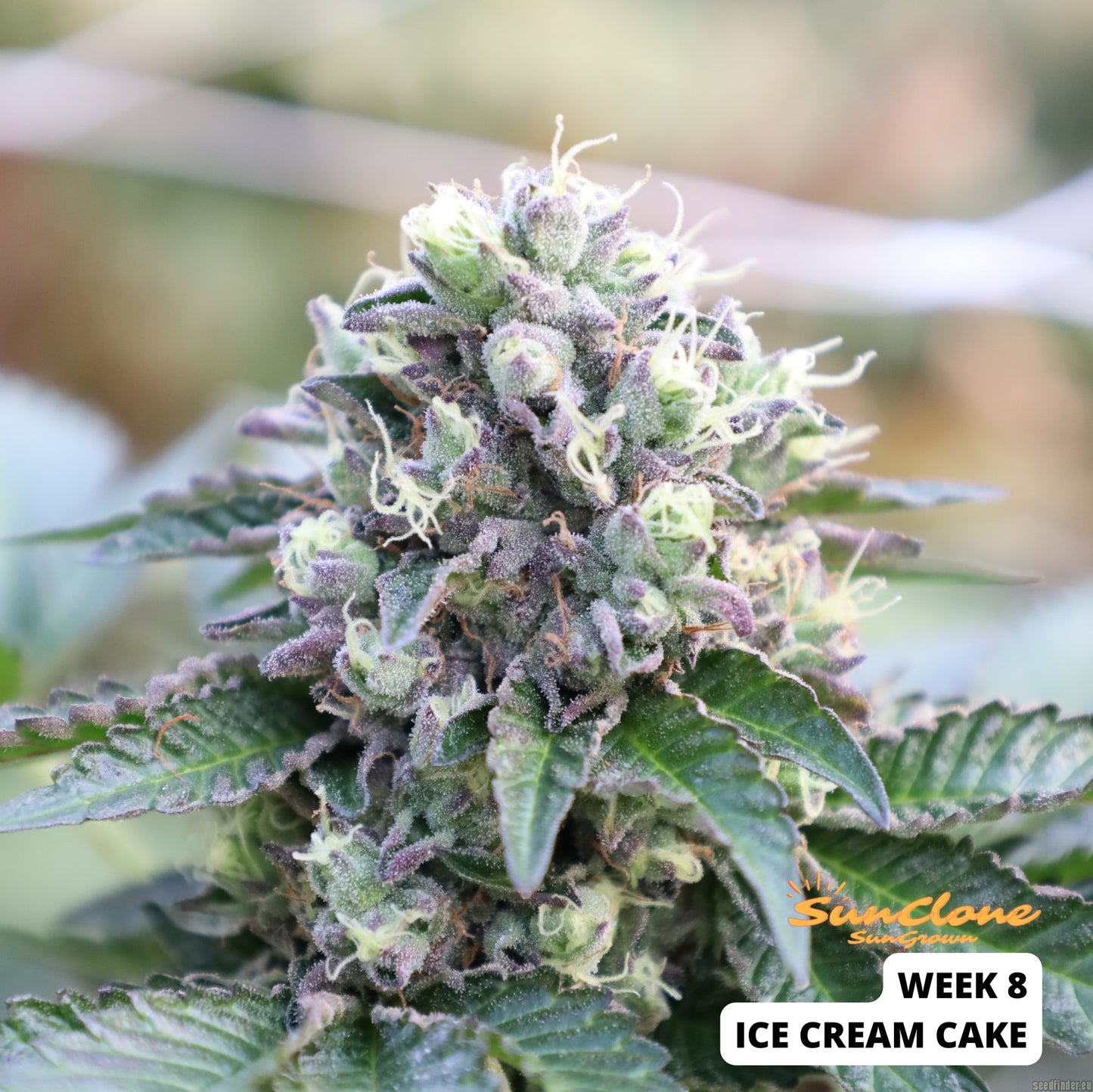 Ice Cream Cake - Seed Junky Genetics